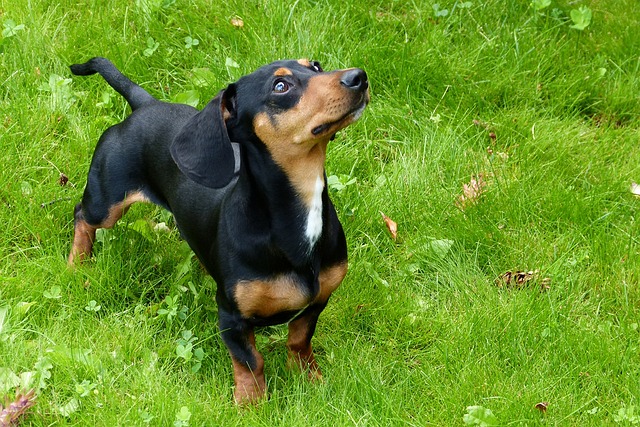 race chien forte personnalité