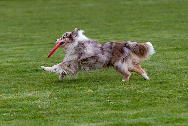 race chien jouer frisbee
