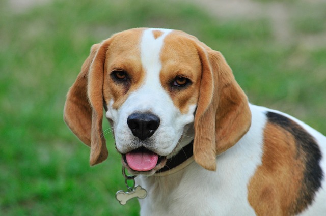 race chien petit ange