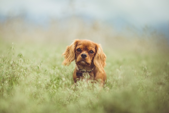 race chien plus prisée