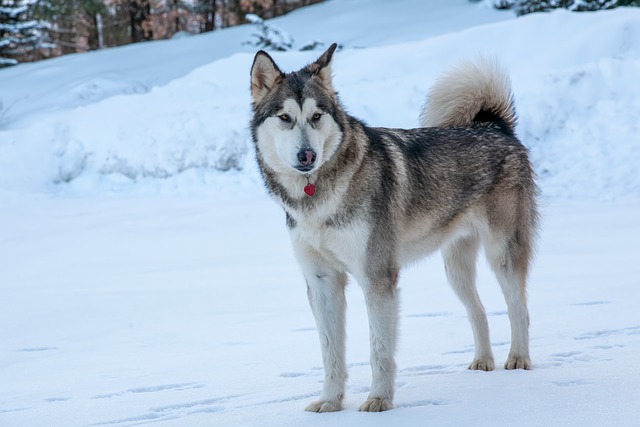 race chien tirer luge cet hiver