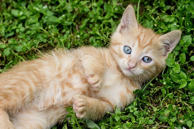 race de chat plus abordable