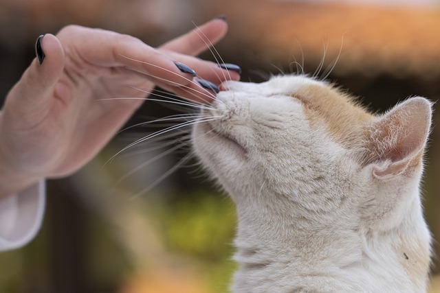 race de de chat bonne compagnie