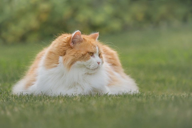 race de chat cohabitation aisée