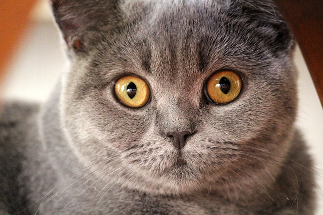race de chat déborde amour