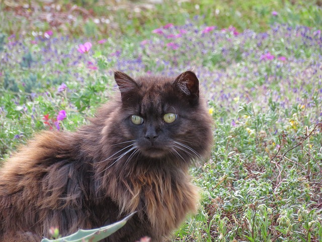 race de chat s'ennuie jamais