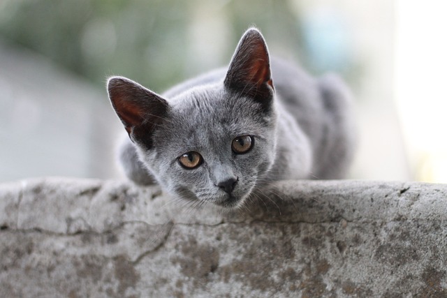 race de chat froussarde