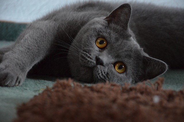 race de chat pantouflarde