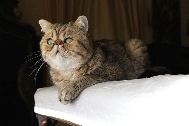 race de chat pas de mal à une mouche