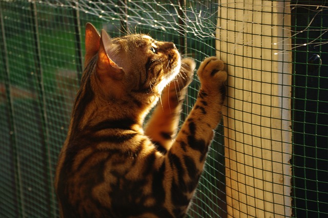 race de chats petite tornade