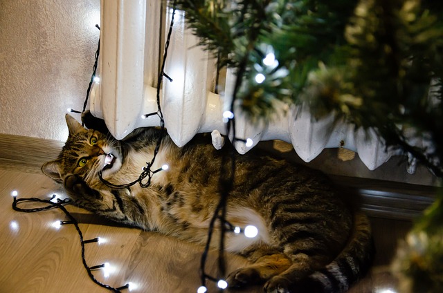 race de chat s’en prendre sapin de Noël