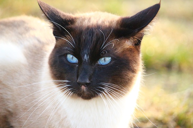 race de chat qui se laisse pas marcher dessus