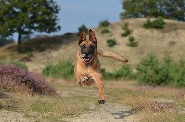 race de chien athlète haut niveau