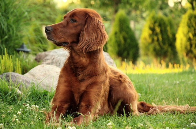 race de chien bon chien de compagnie