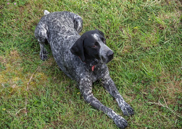 race de chien bonne compagnie 