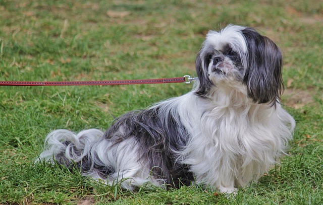 race de chien désobéissante