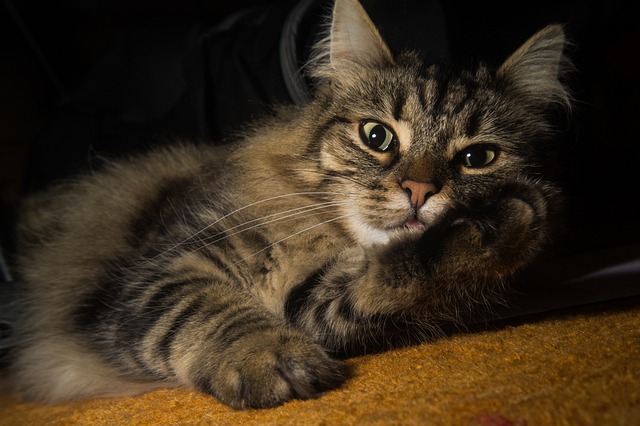 race de chat mettre le désordre maison