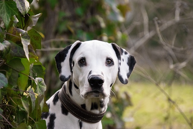 race de chien forte personnalité