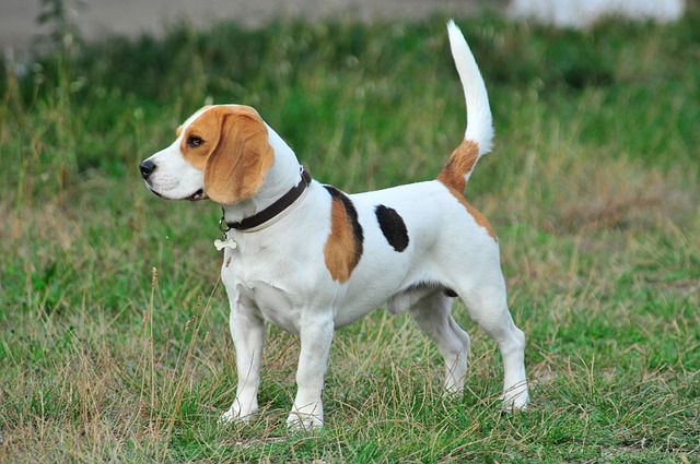 race de chien inoffensive