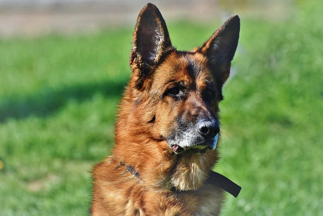 race de chien moins accueillante