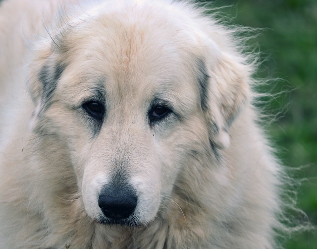 race de chien oserez pas approcher 