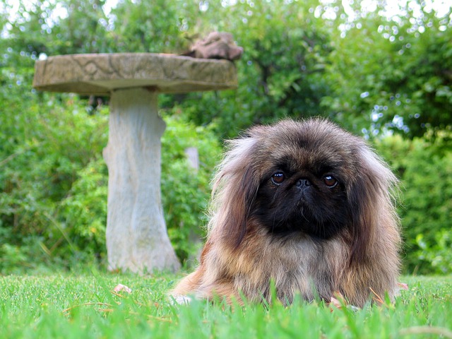 race de chien moins démonstrative