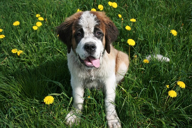 race de chien prendre dans vos bras