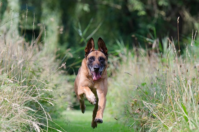 race de chien secouriste