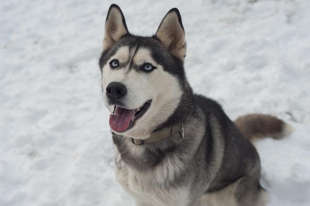 race de chien ski