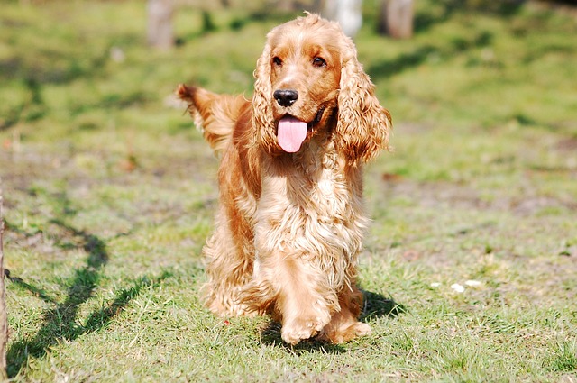 race de chien vrai démon