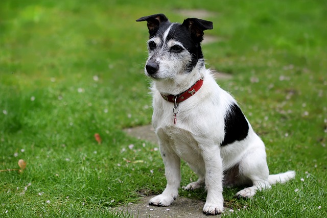 races chien athlètes haut niveau