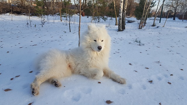 races chien attendent flocons