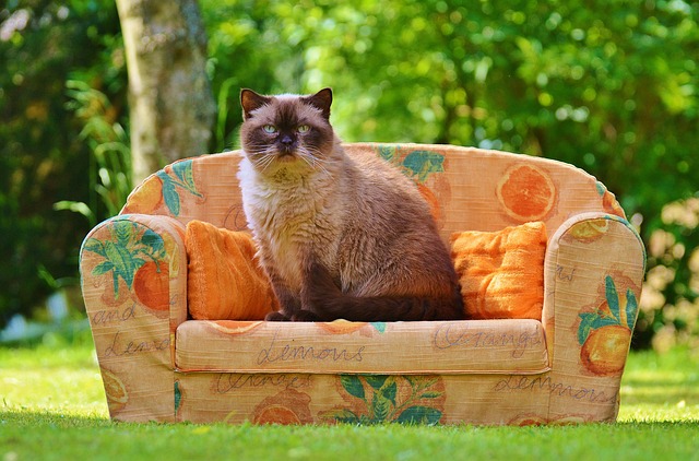 races chien besoin d'un jardin