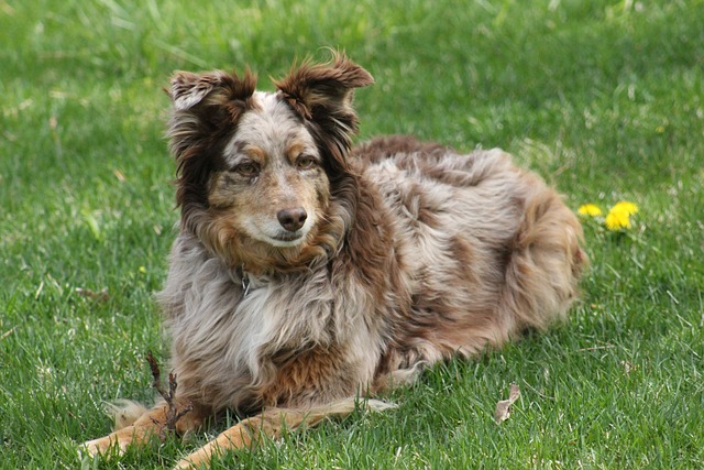 races chien les plus communes