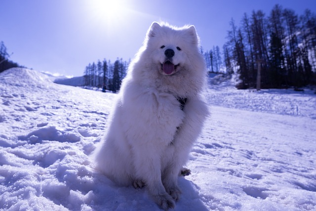 races chien emmener vacances hiver