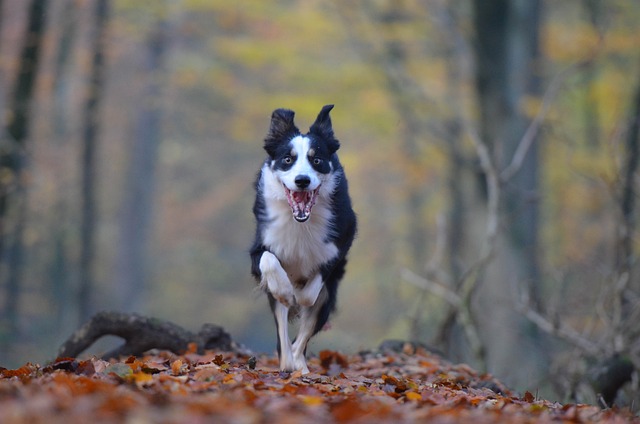 races chien énergie à revendre