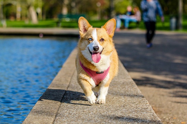 races de chien faire sourire