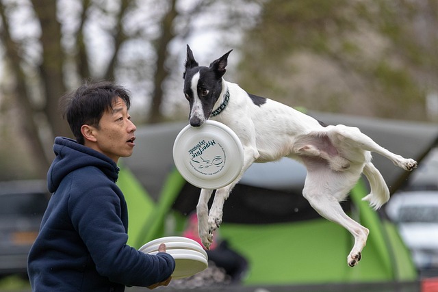 races chien idéales jouer au Frisbee