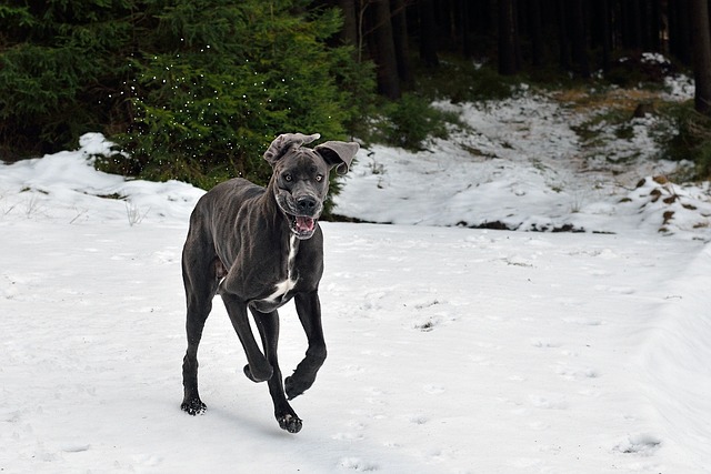 races chien manger beaucoup de croquettes