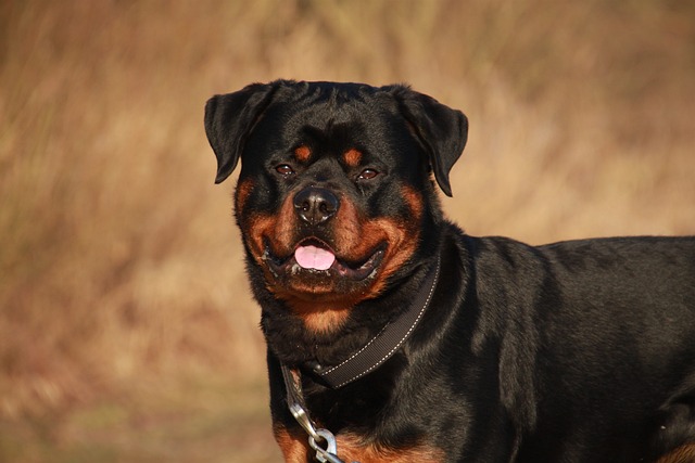 races chien mauvaises images