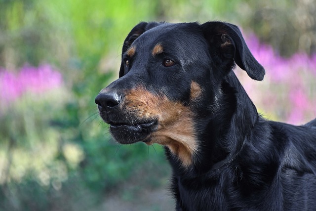 races chien toujours pleine forme