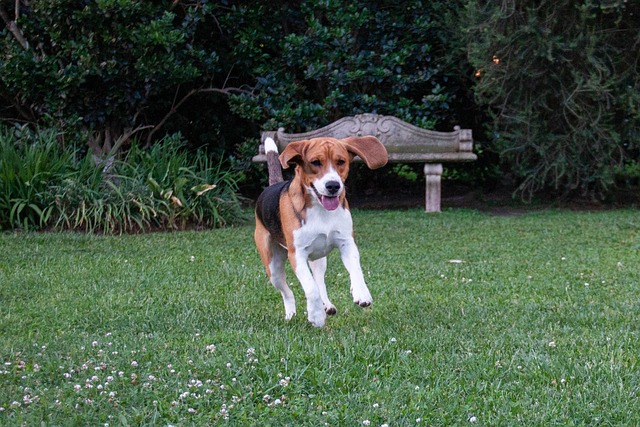 races chien s'ennuient jamais