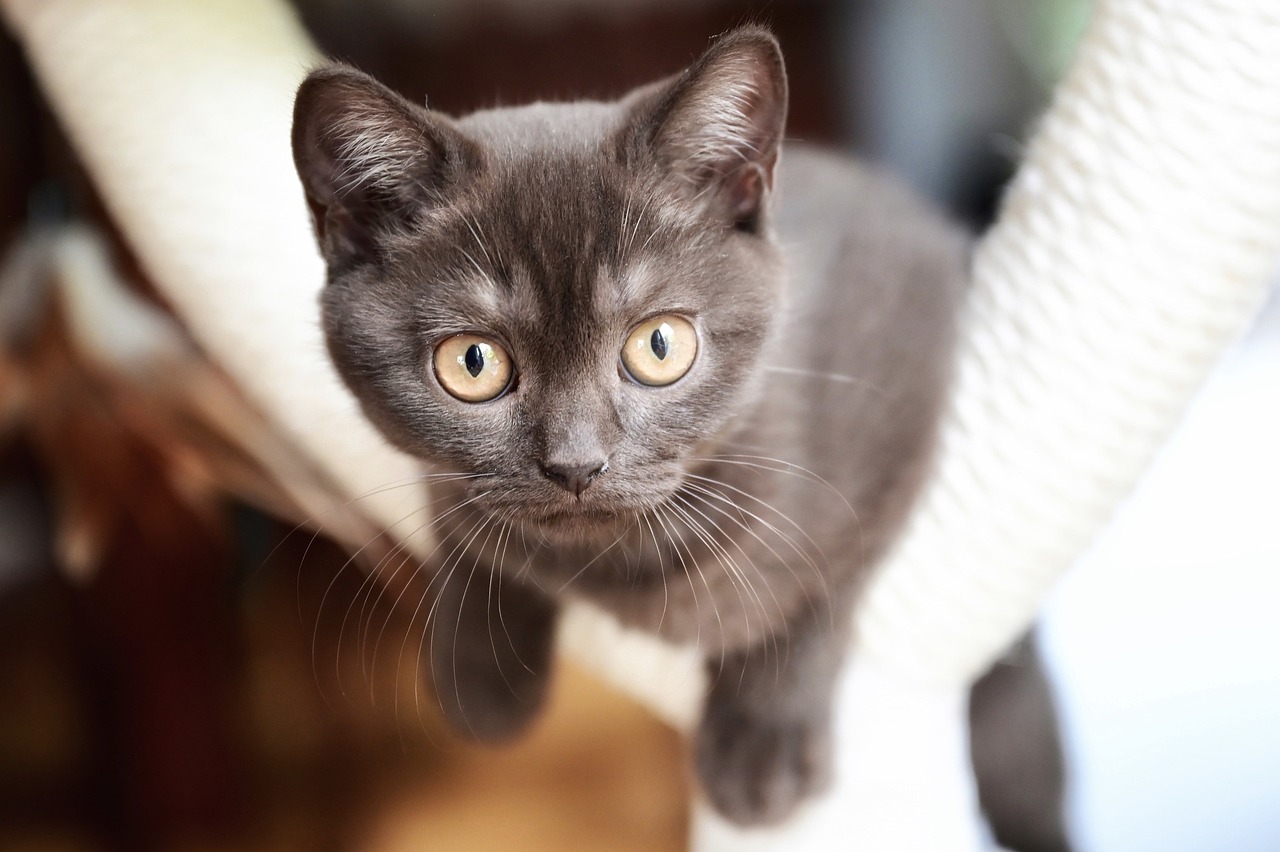 Voici 8 races de chat qui sont vraiment les plus accueillantes