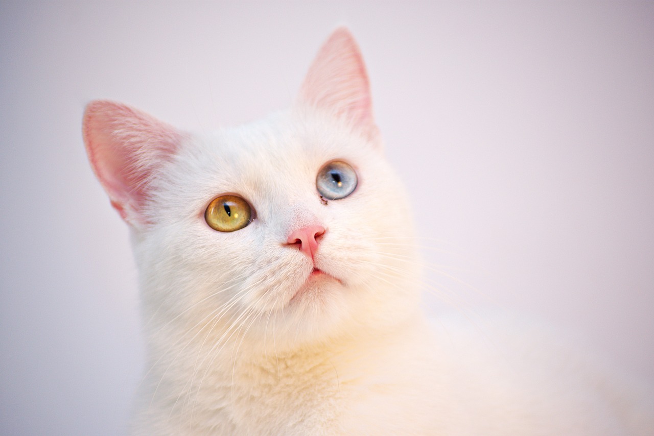 races de chat adopter yeux fermés