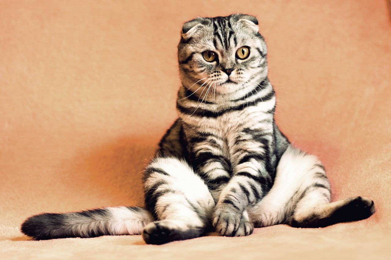 races de chat amusantes