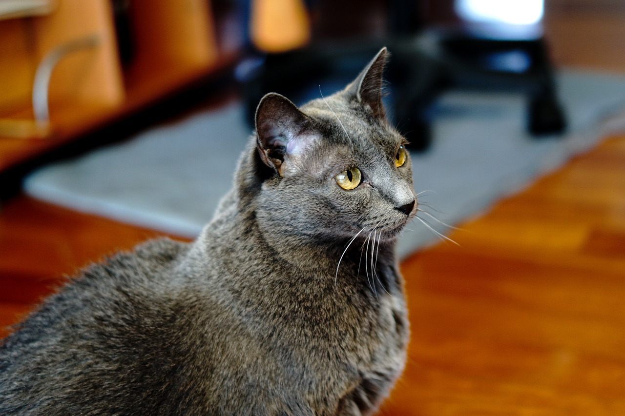 races de chat cohabitation sera aisée