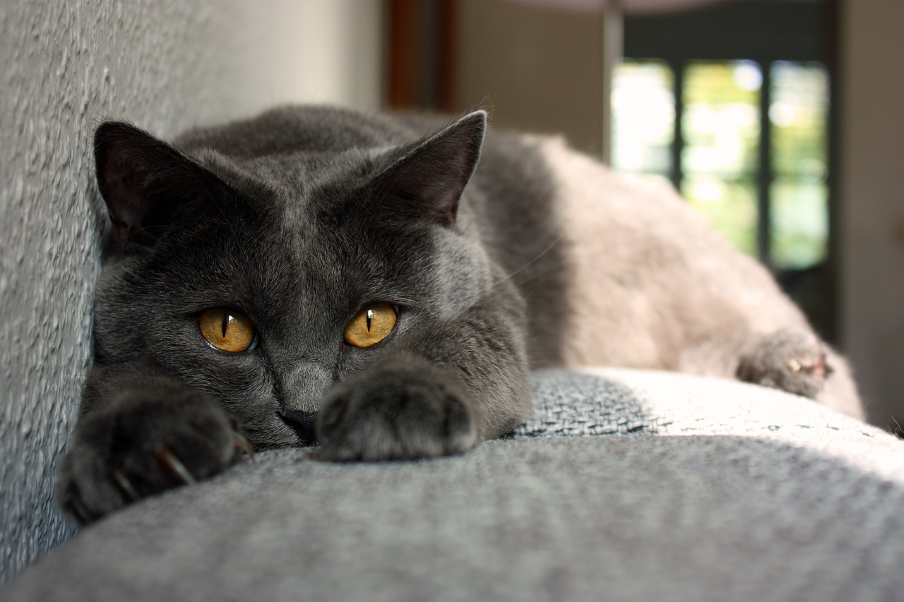 races de chat débordent d’amour