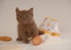 races de chat faire craquer