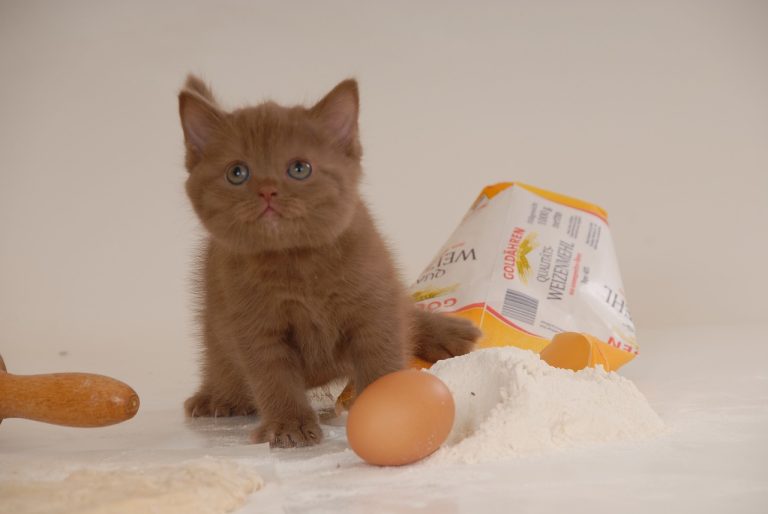 Voici 9 races de chat qui vont vous faire craquer
