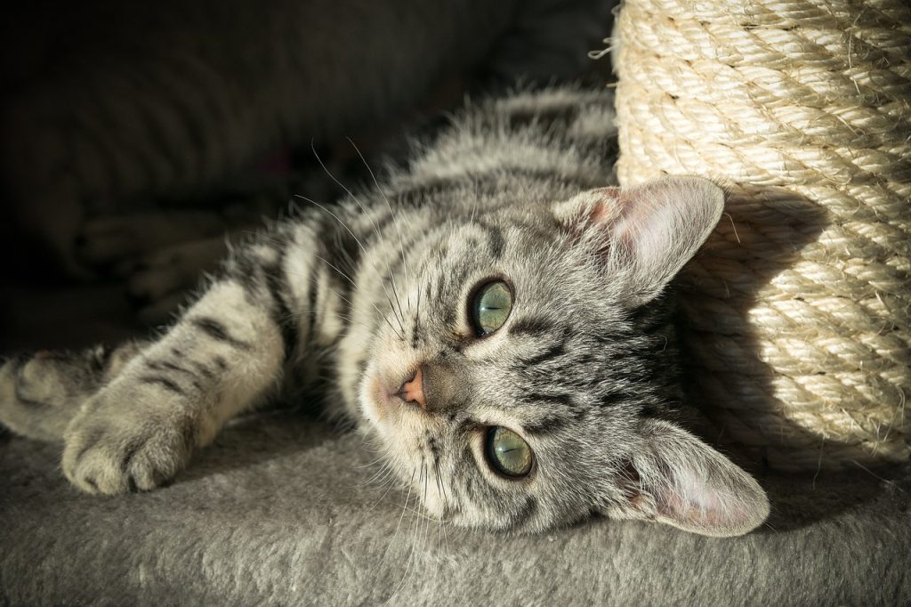 4 races de chat qui vont vous faire sourire Animal.ch